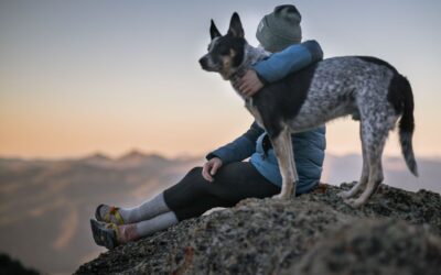 Quién se queda la mascota en un divorcio